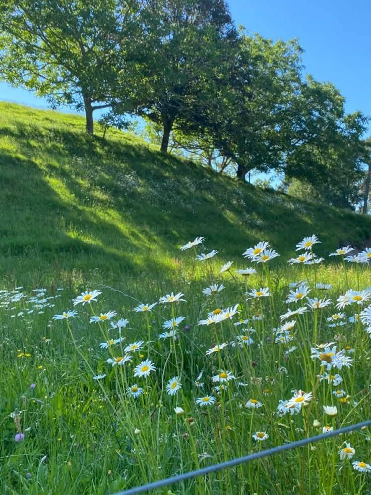 Room rent for kalanki ravibhawan area