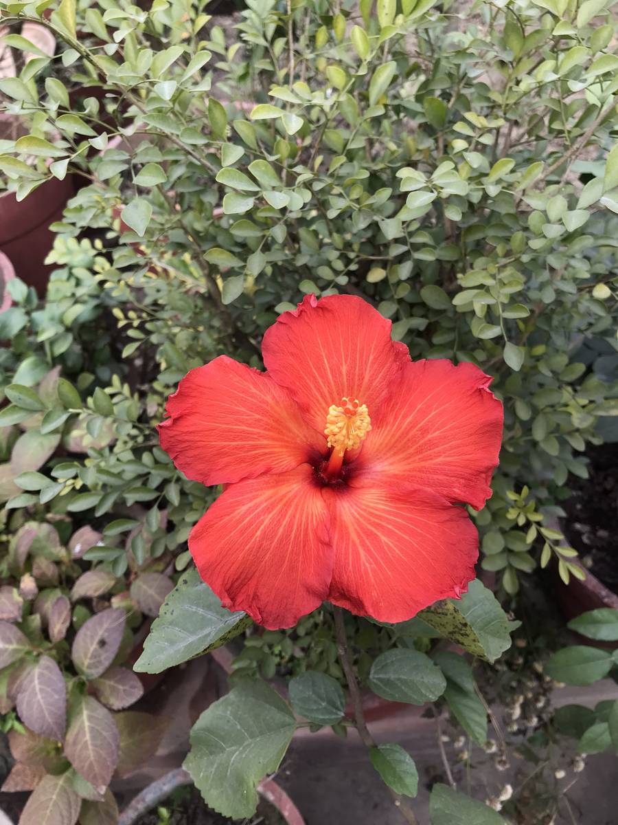 1 room or 1 kitchen for a single girls near baudhara to ntc office imadol