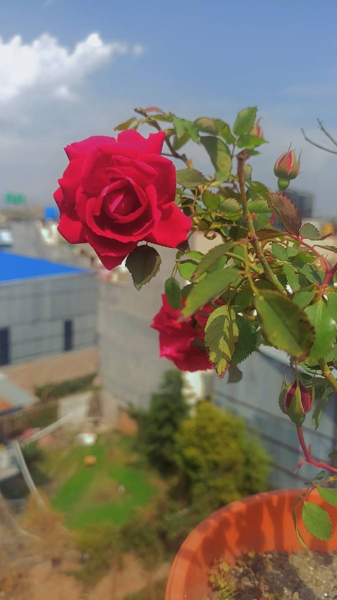 Imadol